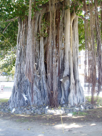 Banyan tree friend in Waikiki