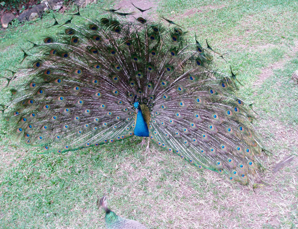 Peekie peacock with full plumes with fanning sound like fairy wings
